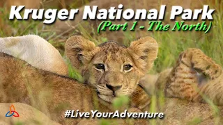 Kruger National Park South Africa | 14 Days in The Kruger Part 1