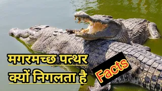 Why crocodiles swallow stones 🙄. #shorts #ytshorts #youtubeshorts #rkshorts #crocodilesfact