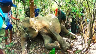 The Race Against Time, Saving an Elephant's Life with Rapid Medical Treatment