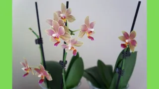 MULTIPLE Secondary Spikes from Grocery Store Orchids | Orchid Care Tips