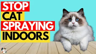 Stop a Cat from Spraying Indoors with these Top 12 Tips