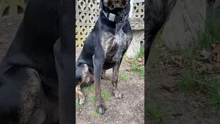 when you cross a catahoula leopard dog with a bluetick coonhound