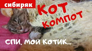 КОТИК МИЛО СПИТ | КОТ КОМПОТ