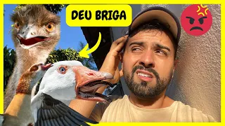 Todos os Animais Resolveram Brigar | Gutejando