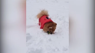 BEAUTIFUL POMERANIAN BOO BEAR AT SNOW - THE FUNNIEST VIDEOS EVER