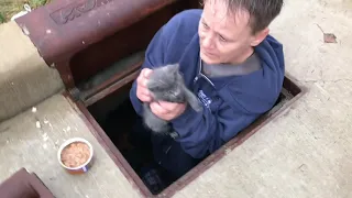 The Great Kitten Rescue - How a Mighty Group Effort Saved Lives