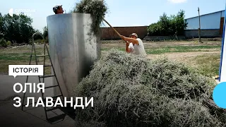 Як у невеликому селі на Буковині відкрили завод з виробництва лавандової олії