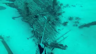 Lionfish Bananza