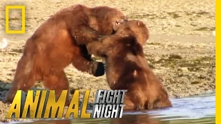 Bears Brawl Over Blubber Banquet | Animal Fight Night