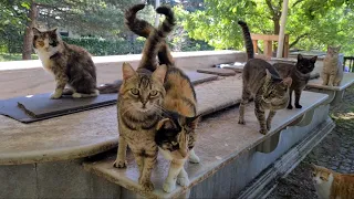 Hundreds of wonderful Stray Cats live together in a beautiful park.