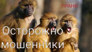 ПРАНК. РАЗВОД НА ОЛХ# АВИТО* ОСТОРОЖНО МОШЕННИКИ!!! Я в роли мошенника...