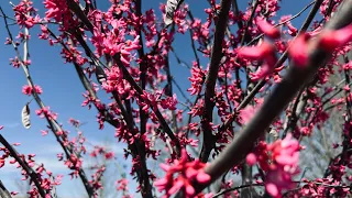 Spring 2022-Centennial Cherry Blossom