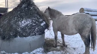 Супер кормушки для животных! Экономия кормов!