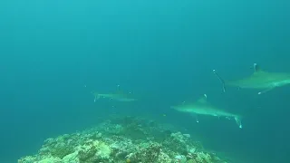 Requins Albis - Corne de Ténia