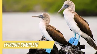 Criaturas extrañas, paisajes impresionantes - Las salvajes Galápagos | Episodio Completo