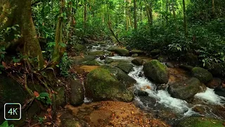 Relaxing water sound, Soothing Tropical Forest Ambience for Relaxation - 4K - ASMR