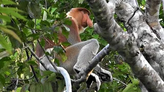 Borneo part 2 Kinabatangan river