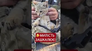 😍Лише гляньте! БОЙОВИЙ КОТИК на службі