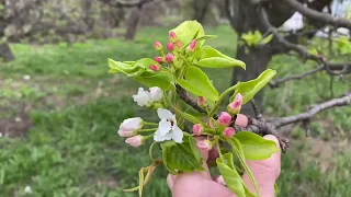 Апрельская прогулка вдоль Строгинской поймы.