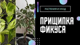 Как ПРАВИЛЬНО сделать прищипку фикусу Бенджамина #фикус #фикусбенджамина