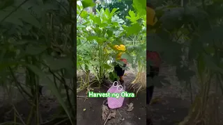 Harvest ng Okra! #provincelife #quezonprovince #harvest #kumikitangkabuhayan #shortvideo #vegetables