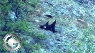 Black Bears at Big Angles in Idaho - Long Range Hunting