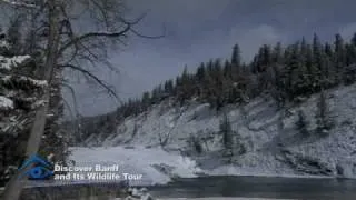 Discover Banff & Its Wildlife (Winter)