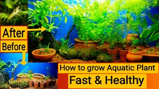 How to Grow Aquatic Plants in Aquarium | New Aquarium plant setup | Aquascaping tips | Shrimp Tank