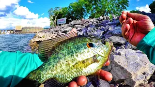 How To Catch BIG Panfish From The Bank! EASY Technique