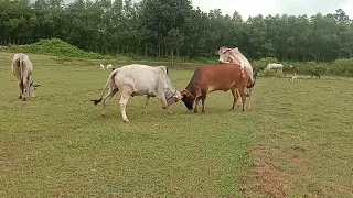 bull fight with bull meeting  cow mating bull fighting  village bull fight #shorts #bullfight