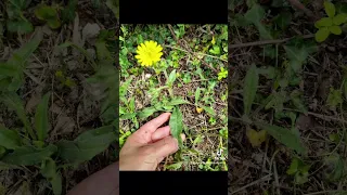 Picris  ressemble à des pissenlits sauf que les feuilles collent sur vêtements mais comestibles