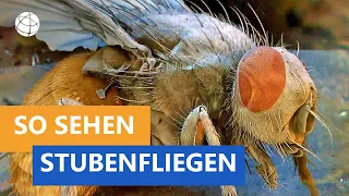 Wie sieht eine Stubenfliege? - Frage trifft Antwort | Planet Schule