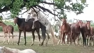 Horse video Лошадь жеребец Красавчик Айгри бехтарин