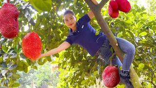 How to harvest red jackfruit in the forest Go to the market to sell - Rescuing red jackfruit |