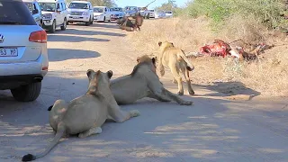 Biggest Lion Roadblock. Kruger National Park