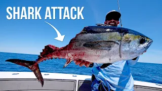 Shark Attacks our Giant Tuna