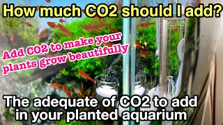 The Adequate Amount Of Co2 To Add In A Planted Aquarium〜The guide of ADA nature aquarium,aquaplants