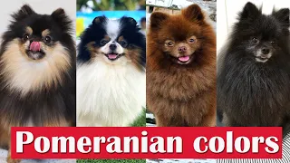 13 Different Types Of Pomeranian cat colors and patterns