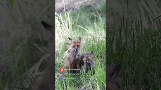 DELIGHTFUL Red FOX KITS Playing While Mom CHILLS! 🦊