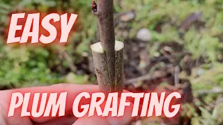 How to graft plum