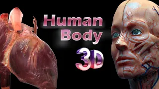 Corpo Humano 3D - 3D Human Body