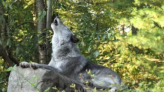 Beautiful Wolf's Autumn Howl