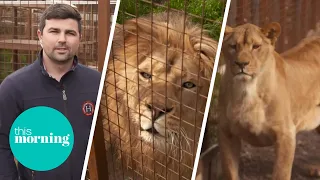 Real Life Lion King: 'I Have Two Lions, A Puma & 27 Monkeys in My Back Garden' | This Morning