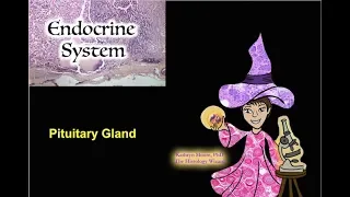 Endocrine System: The Pituitary Gland