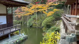 琵琶湖湖畔　圓満院門跡の秋