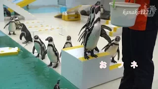 おたる水族館 言う事を聞かないペンギンショー・メンバー紹介