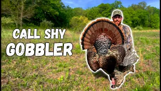 CALL SHY GOBBLERS! - (Public land Turkey Hunting)