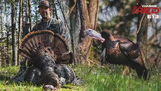 All Morning Gobbler, Persistence Pays Off In Kentucky #hunting #turkeyhunting