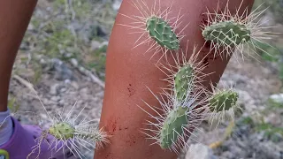 Sneaky Jumping Cholla. Cactus Attack!