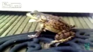 The Ultimate Frog Yelling Compilation